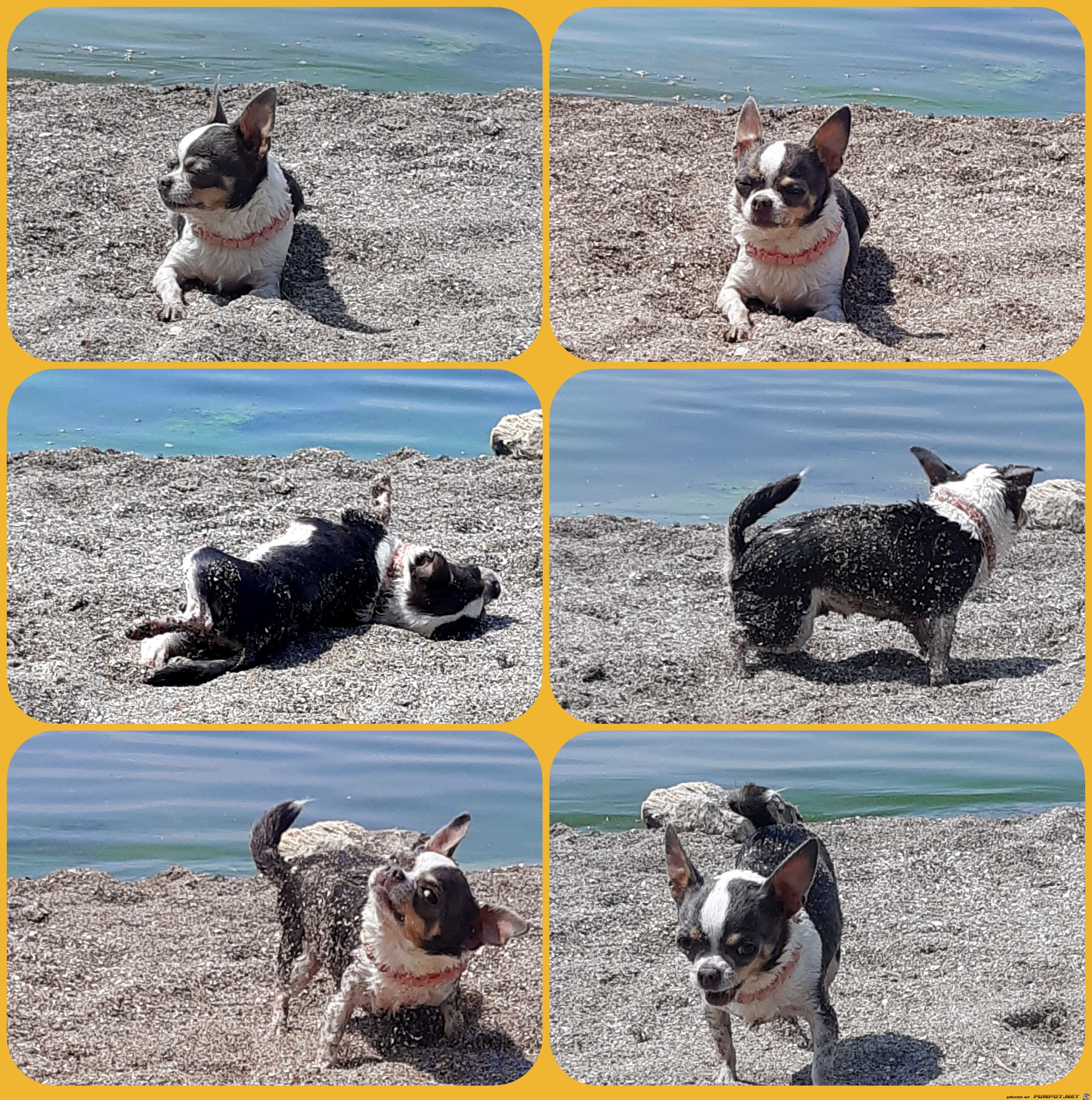 Hund am Strand