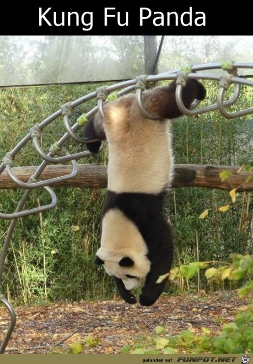 Panda trainiert