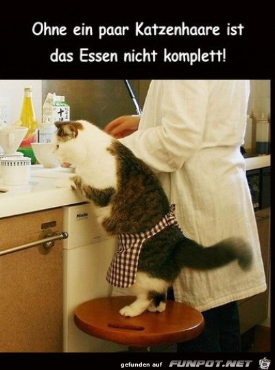 Es fehlen noch ein paar Katzenhaare