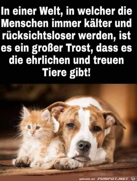 Ehrliche Tiere