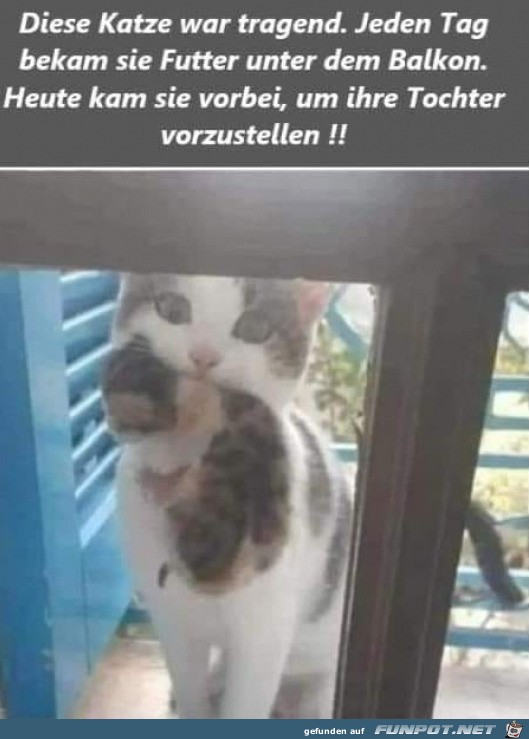 Liebe Katze