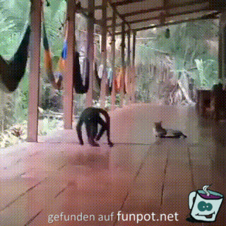 Affe und Katze
