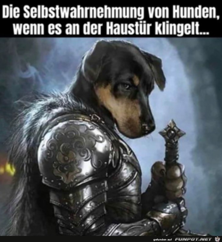 Selbstwahrnehmung von Hunden