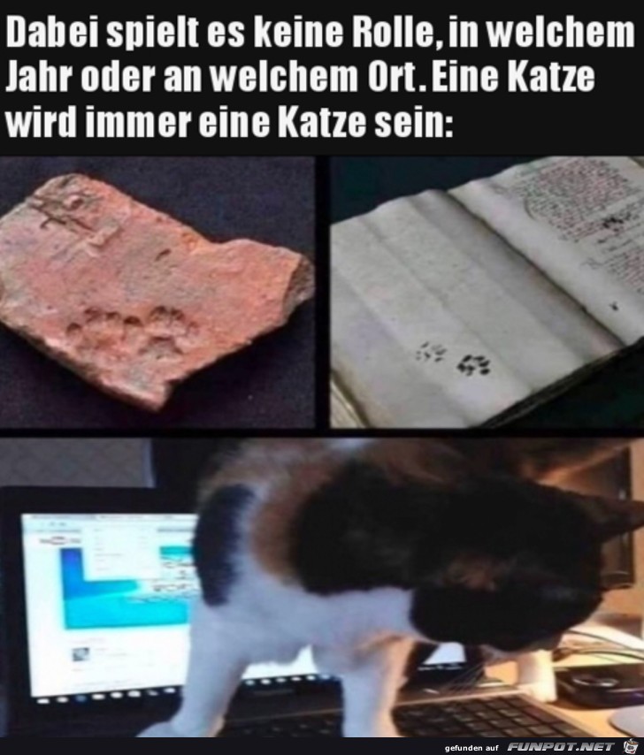 Katzen eben