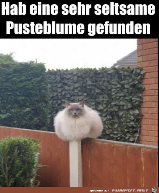 Komische Pusteblume