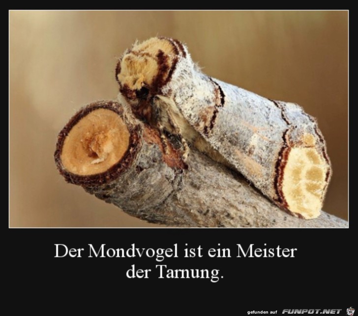 Meister der Tarnung