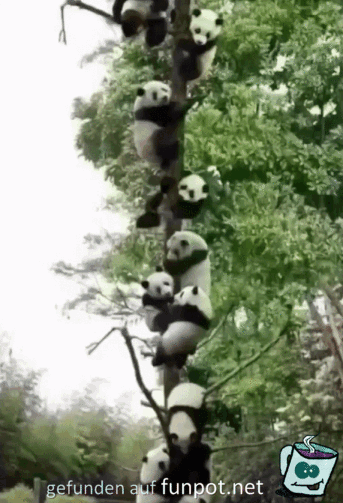 Panda-Baum