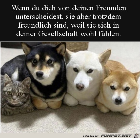 herzige Tierbilder