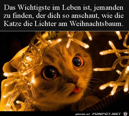 Katze liebt Weihnachtsbeleuchtung