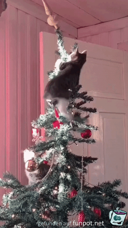 Katzen im Weihnachtsbaum
