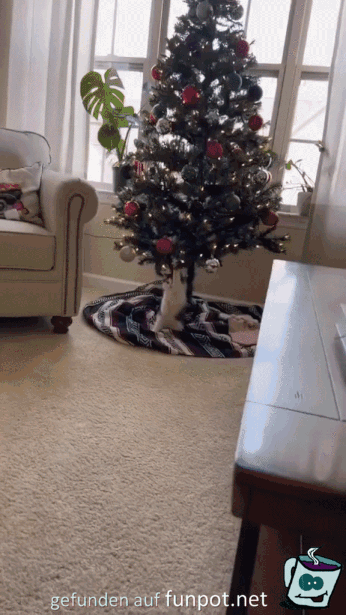 Ktzchen spielt mit Weihnachtsbaum