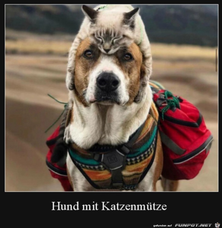 Katzen-Mtze