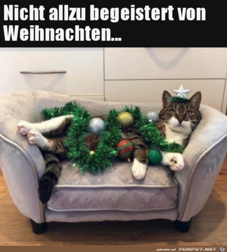 Weihnachtskatze