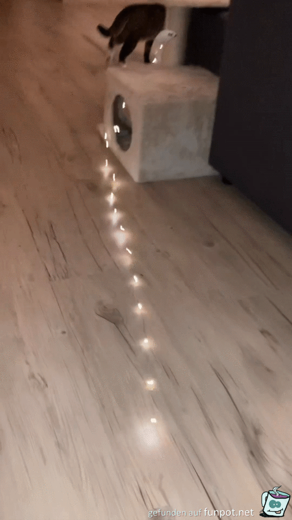Katze zieht Lichterkette rum