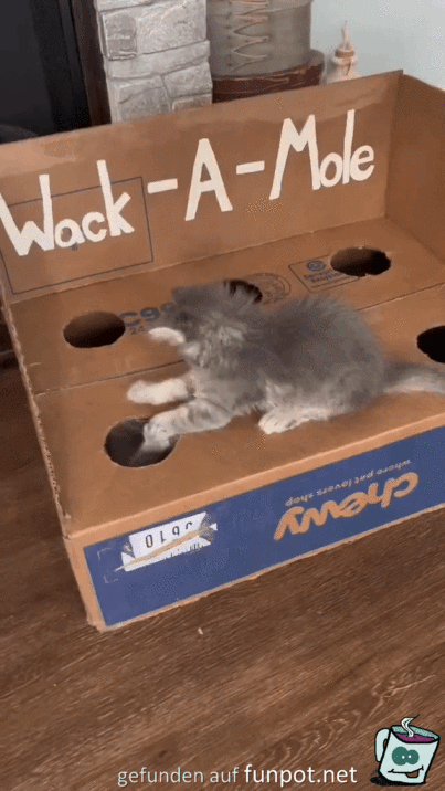 Witziger Katzen-Karton
