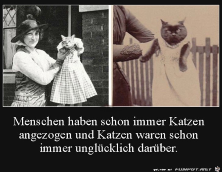 Katzen anziehen