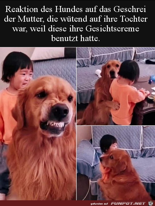 Hund verteidigt Kind