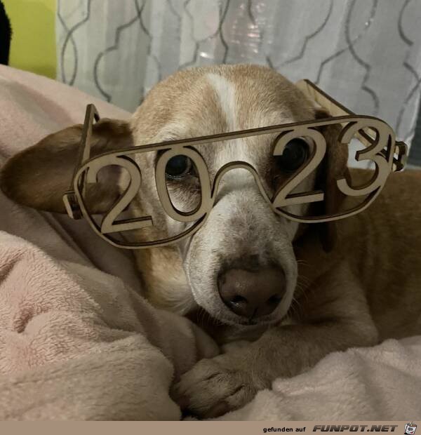 Hund mit Neujahrsbrille
