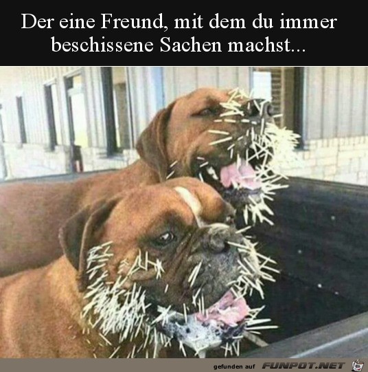 Bldsinn gemacht