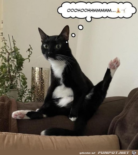Katzen-Yoga