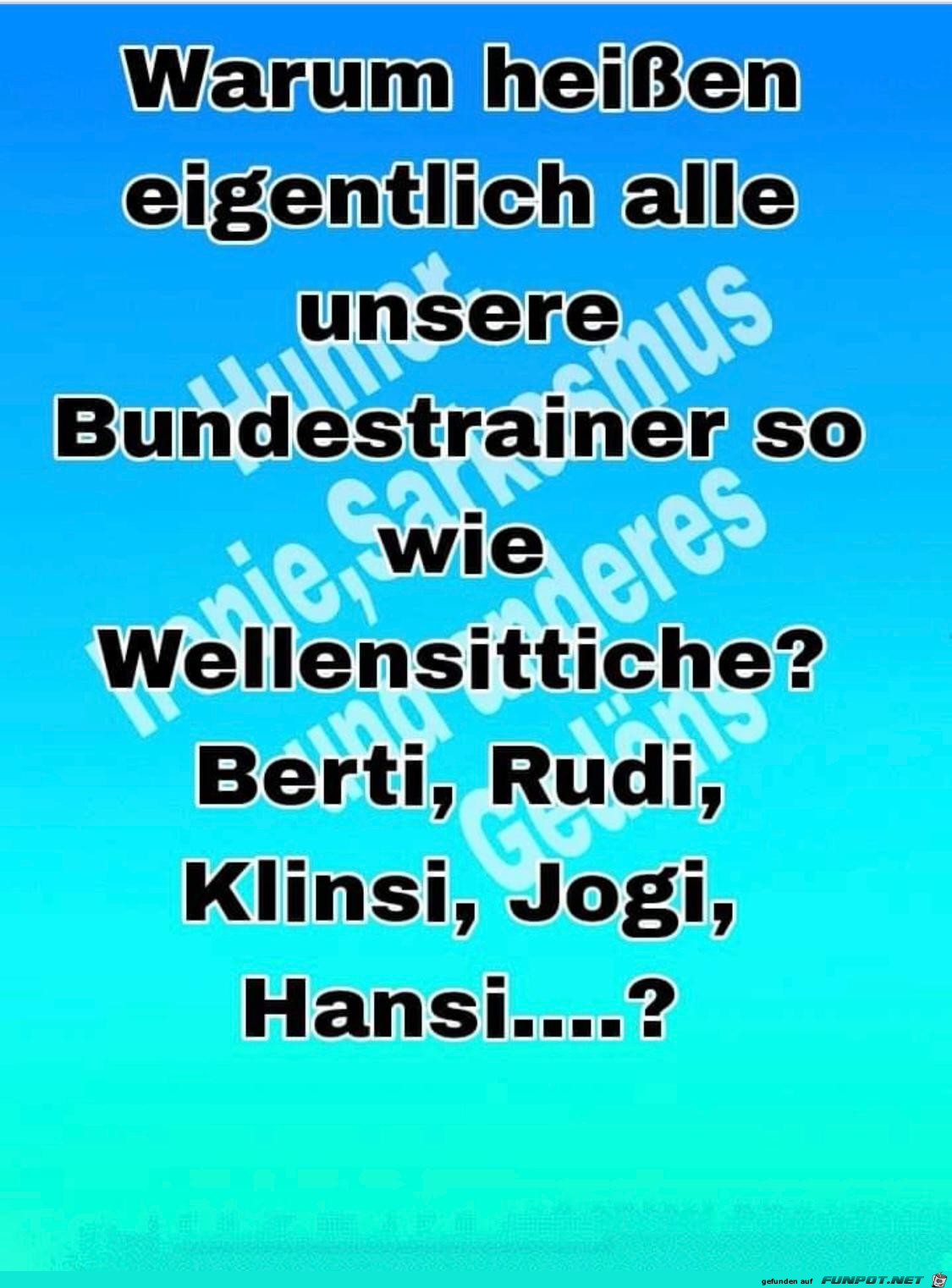 Wellensittiche Wellensittiche