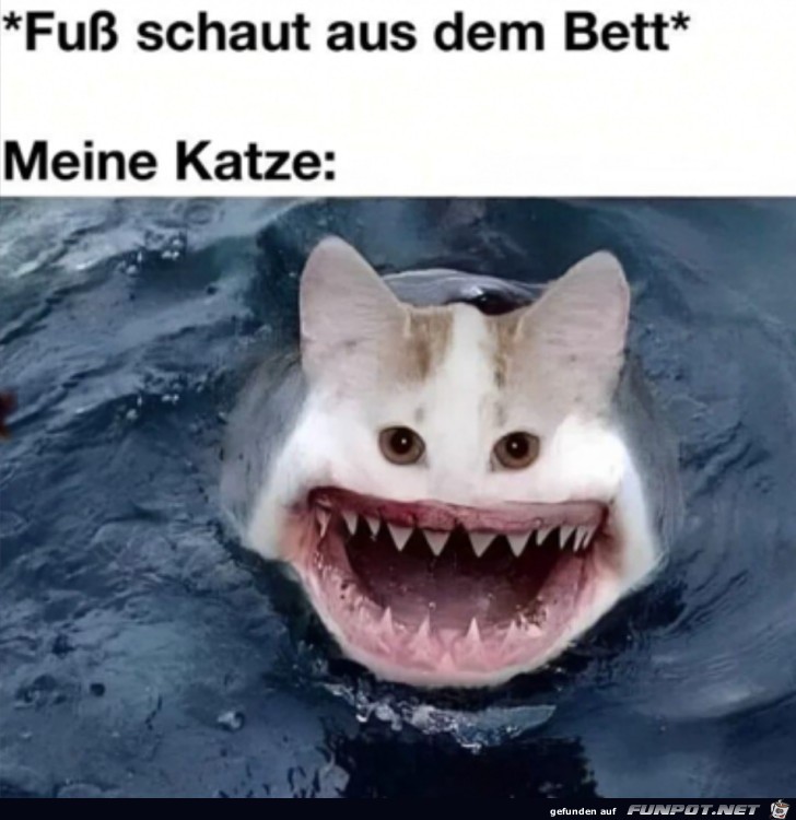 Meine Katze