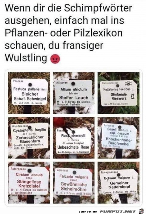 Lustige Schimpfwörter