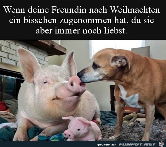 herzige Tierbilder