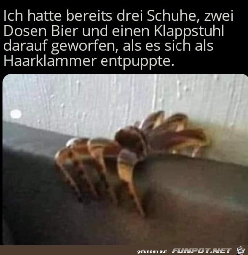 Das ist keine Spinne