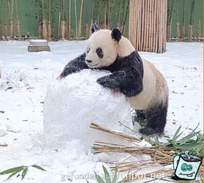 Panda macht einen groen Schneeball