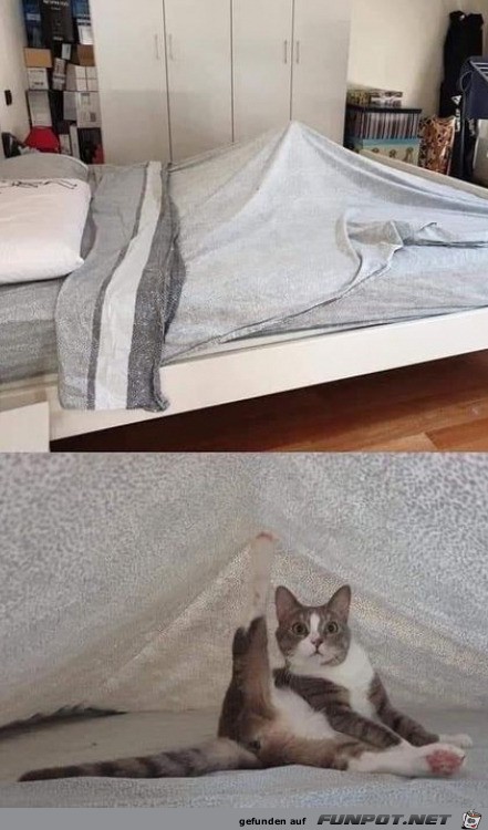 Katze unter der Decke