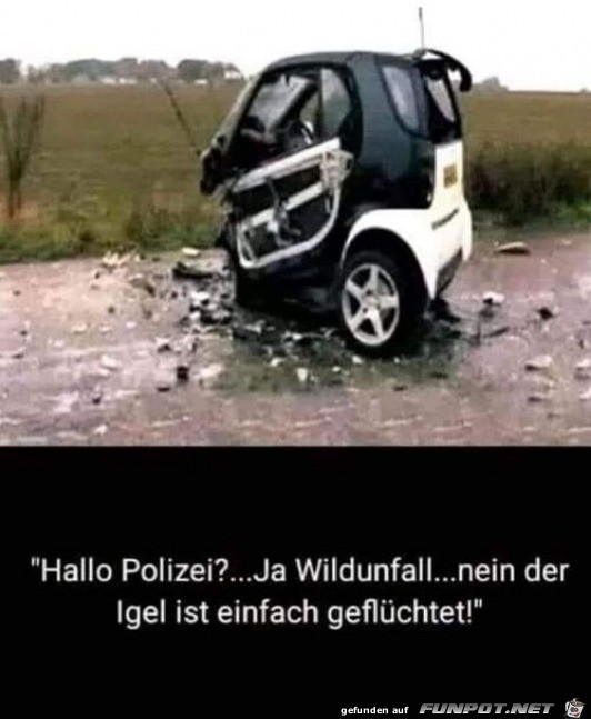 Ein Wildunfall