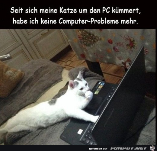 Katze arbeitet am PC