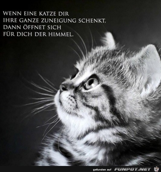 Zuneigung der Katze