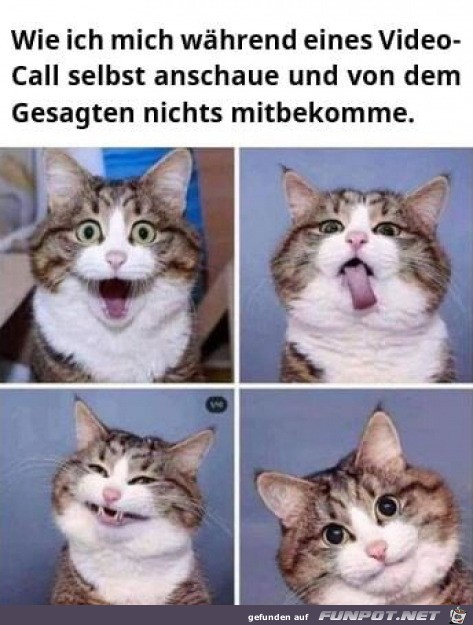 Katze zieht Grimassen