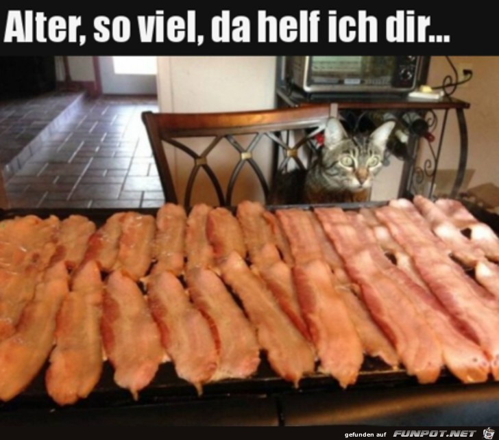 Katze ist behilflich