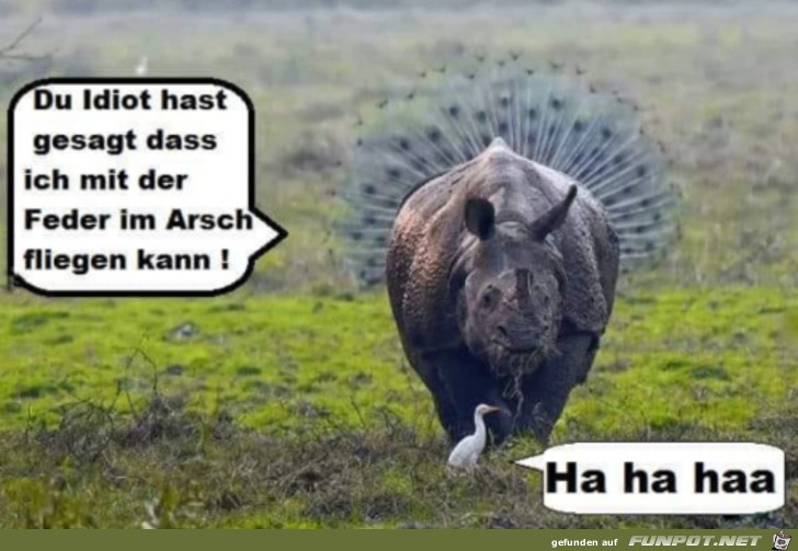 Nashorn und fliegen