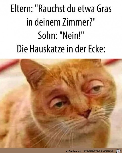 Die Katze sagt was anderes