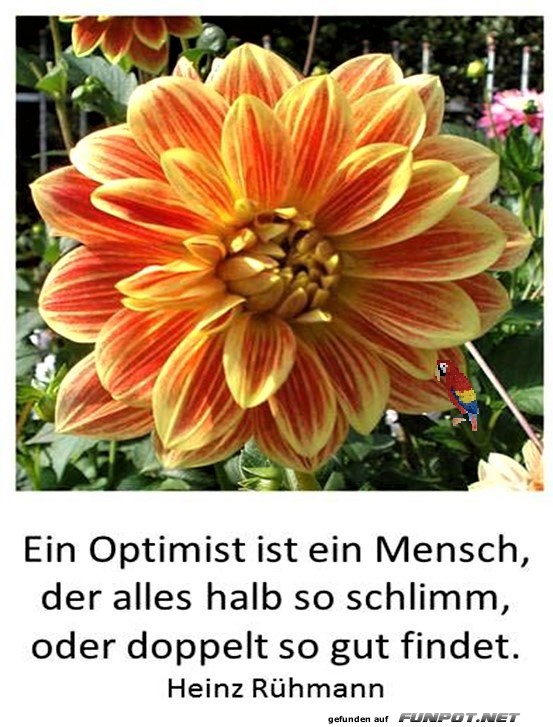 Ein Optimist 2 Ein Optimist 2