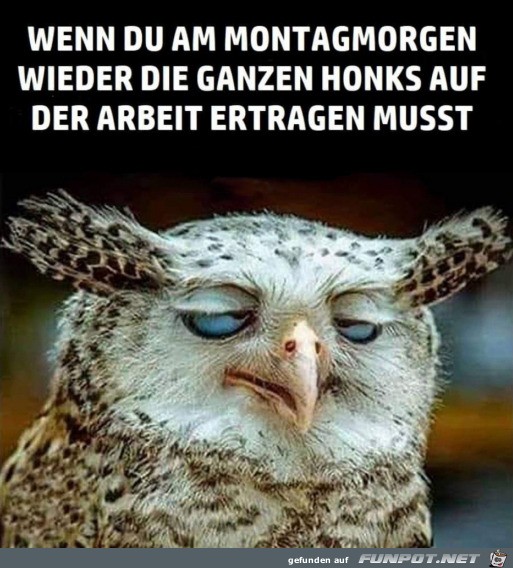 Montagmorgen