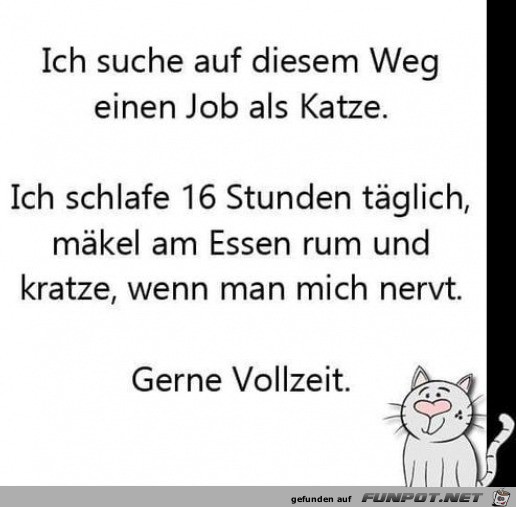 Job als Katze Job als Katze