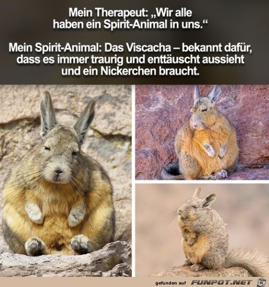 Mein Spirit-Animal