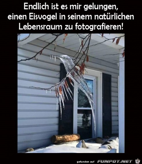 Ein Eisvogel