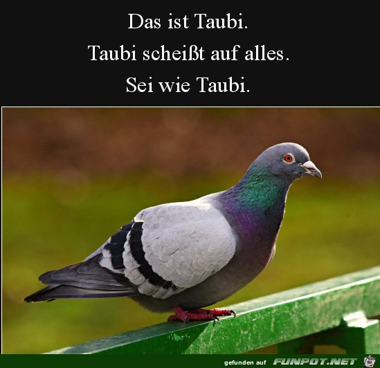 Taubi
