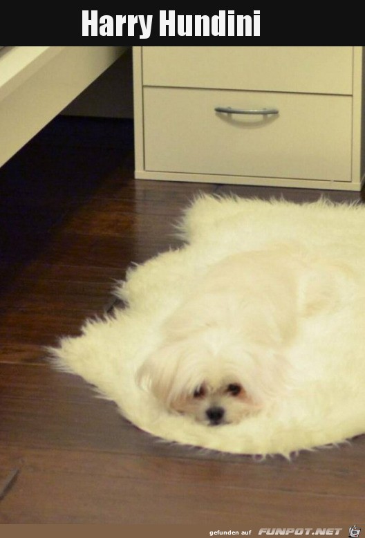 Hund auf Teppich