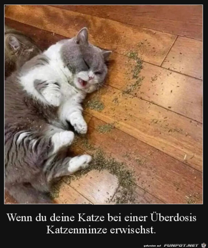 Zu viel Katzengras erwischt