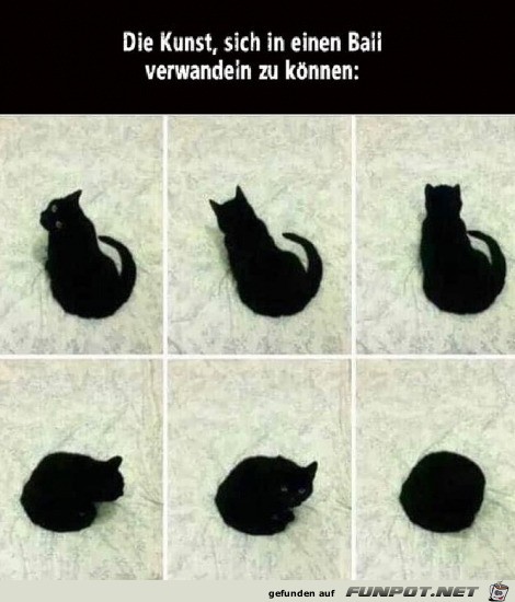 Ein Katzenball