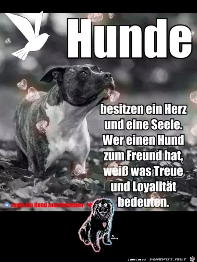 Hunde