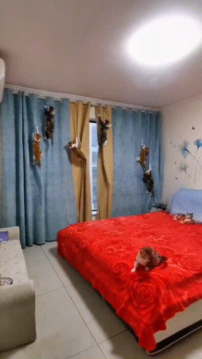 Katzen hngen am Vorhang