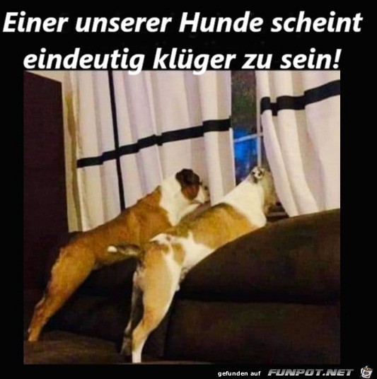 Ein Hund ist klger